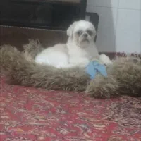 سگ گم شده|حیوانات|سمنان, |دیوار