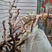 فروش جوجه 3 ماه و 6 ماه عروس هلندی