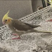 گمشده عروس نژاد آهویی|پرنده|شیراز, فرهنگ شهر|دیوار