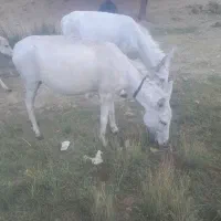 الاغ گله و باری چاق نر و ماده