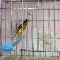 چند نمونه قناری|پرنده|خمینی‌شهر, |دیوار