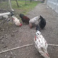 خروس گلین لری و پا پر سالم وسرحال وجوان