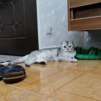 گربه اسکاتیش سیلور