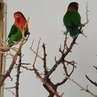 فروش 2جفت عروس هلندی مولد ویک جفت طوطی برزیلی مول|پرنده|دورود, |دیوار