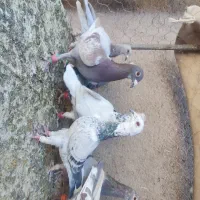 فروش کبوتر المانی موقعیت کاشمر|پرنده|مشهد, هفده شهریور|دیوار