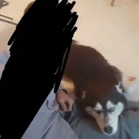 سگ هاسکی لوس و کاملا حرف گوش کن|سگ|رودهن, |دیوار