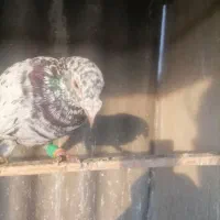 کبوتر پلاکی هفت رنگ