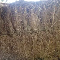 سراچین کاه برنج قیمت 130
