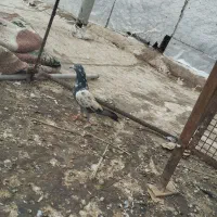 کبوترپاکستانی|پرنده|بندر گناوه, |دیوار