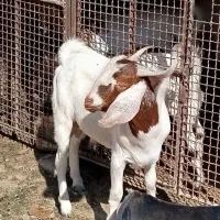 تروشت|حیوانات مزرعه|ایرانشهر, |دیوار