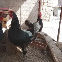 مرغ مشگی