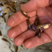 ماهی گوپی از ۶ هزار تا ۹ هزار|ماهی|تبریز, |دیوار