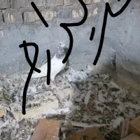کبوتر پرنده|پرنده|شادگان, |دیوار
