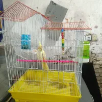 پرنده|پرنده|اردبیل, |دیوار