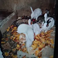 4 خرگوش نیمچه