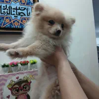 پامرانین خرسی