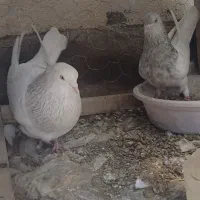 کفتر