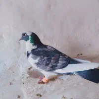 کبوتر معاوضه با ماده پلاکی گاهک|پرنده|نورآباد ممسنی, |دیوار