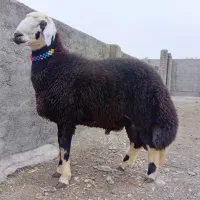 قوچ نشان دار زیر خاکی