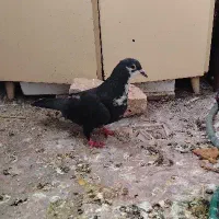 کبوتر ماده زاغ ریشی