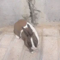 خرگوش نر و ماده|موش و خرگوش|الشتر, |دیوار