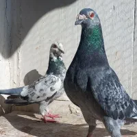 سبز پولکی و سوسکی