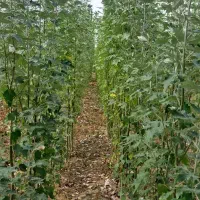 فروش-زمین-کشاورزی