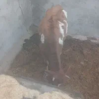 تلیسه جرزی درجه یک سه ماه آبستن|حیوانات مزرعه|مهریز, |دیوار