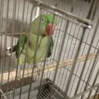 شاه طوطی رام ماده سخنگو آماده