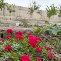 باغچه زمین باغی امینیه معاوضه با ماشین