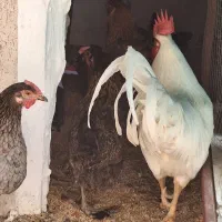 خروس و مرغ محلی|حیوانات مزرعه|بندر کنگان, |دیوار