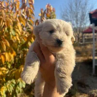 توله شیتزو نر واگذاری|سگ|بجنورد, |دیوار