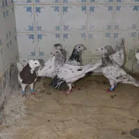 کبوتر ها گرفتنی به شرط همه چی.رنجر. آماده.