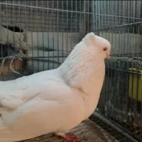 جفت سفید چشم سفید کلایی مامله