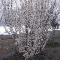 باغبانی ومحوطه سازی