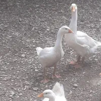 ،جوجه مرغ،غاز، خروس واردک