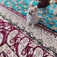 فروش یک سگ پامر خرسی ب فروش میرد|سگ|بم, |دیوار