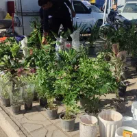 فروش عمده وتک گل و گیاه وجود واستند وخاک گلبانو