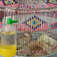 سهره خاکی نر سالم و سرحال