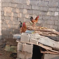 خروس خوش هیکل