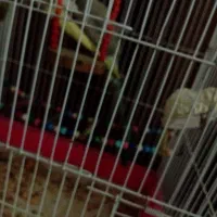 پرنده عروس هلندی|پرنده|کرج, حیدرآباد|دیوار