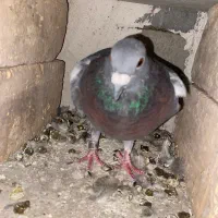 کبوتر پلاکی|پرنده|نورآباد ممسنی, |دیوار