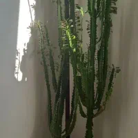 گل بزرگ همراه گلدان سالم