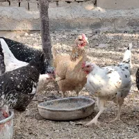 مرغ گلین|حیوانات مزرعه|باغ بهادران, |دیوار