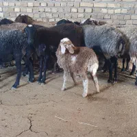 گوسفند.میش جوان بره دار|حیوانات مزرعه|قزوین, |دیوار