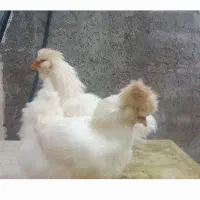 مرغ و خروس ابریشمی