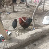 خروس ومرغ|حراج|مشهد, چهارچشمه|دیوار