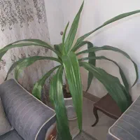 اشک ملکه|گل و گیاه طبیعی|شاهینشهر, خانه کارگر|دیوار