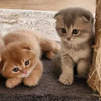 بچه گربه میکس اسکاتیش