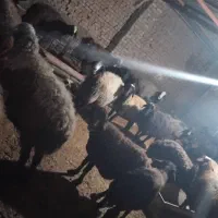 گوسفند شیشکی بره دارو ابستن